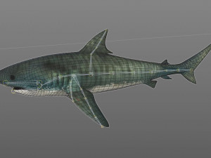 tiger shark rigged low poly 3D Модель