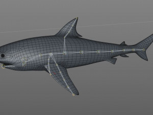 tiger shark rigged low poly 3D Модель
