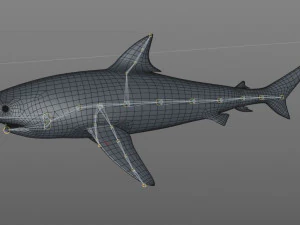 tiger shark rigged low poly 3D Model