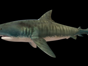 tiger shark rigged low poly 3D Модель