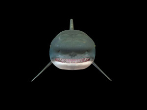tiger shark rigged low poly 3D Модель