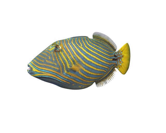 undulate trigger fish low poly Model 3D .c4d .max .obj .3ds .fbx .stl .blend 