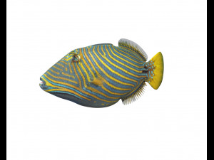 undulate trigger fish low poly 3D Model