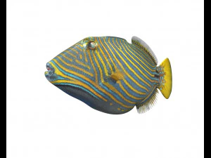 undulate trigger fish low poly 3D Model