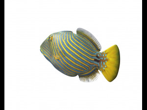 undulate trigger fish low poly Model 3D