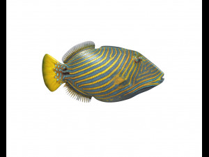 undulate trigger fish low poly Model 3D