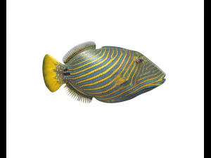 undulate trigger fish low poly 3D Model