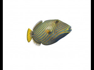 undulate trigger fish low poly Model 3D