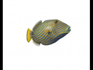 undulate trigger fish low poly 3D Model