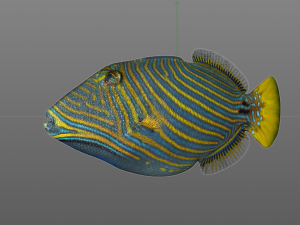 undulate trigger fish low poly Model 3D