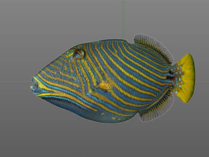 undulate trigger fish low poly 3D Model