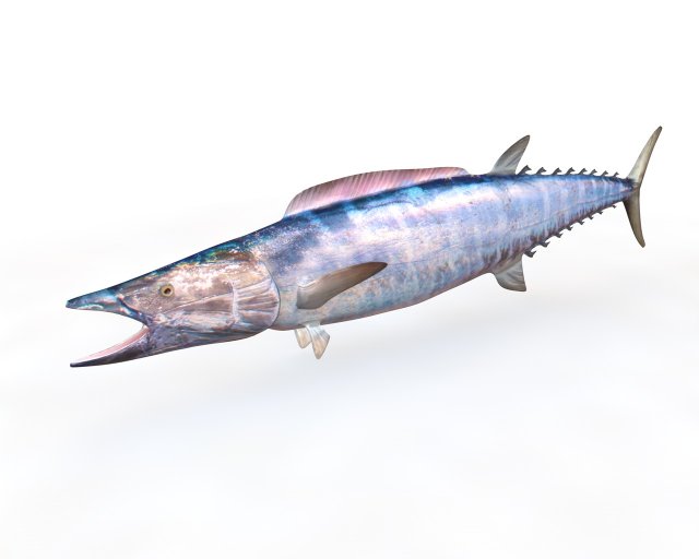 wahoo fish low poly Modello 3D .c4d .max .obj .3ds .fbx .stl .blend 