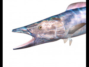 wahoo fish low poly Modello 3D