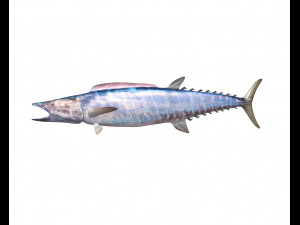 wahoo fish low poly Modello 3D