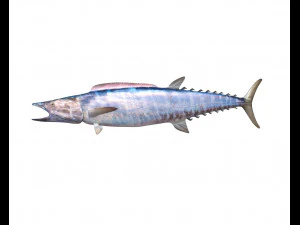 wahoo fish low poly 3D Model