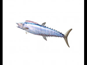 wahoo fish low poly 3D Model