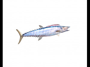 wahoo fish low poly Modello 3D