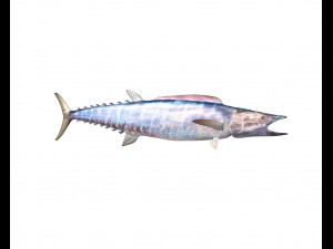 wahoo fish low poly Modello 3D