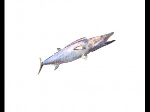 wahoo fish low poly Modello 3D