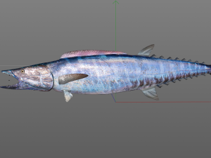 wahoo fish low poly Modello 3D