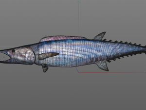 wahoo fish low poly Modello 3D
