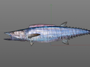 wahoo fish low poly Modello 3D