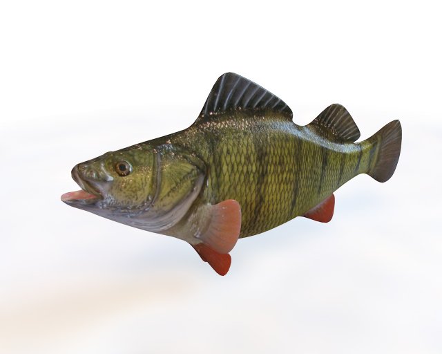 yellow perch fish low poly 3D Model .c4d .max .obj .3ds .fbx .stl .blend 