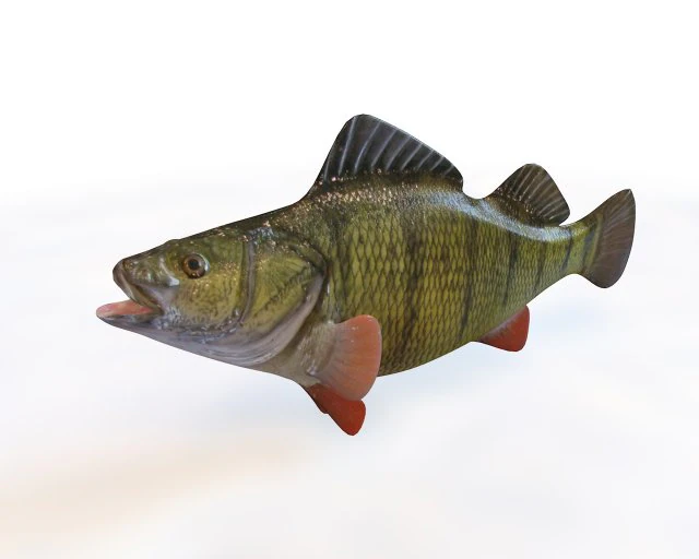 yellow perch fish low poly 3D Model .c4d .max .obj .3ds .fbx .stl .blend