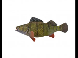 yellow perch fish low poly 3D Model