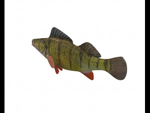 yellow perch fish low poly 3D Model