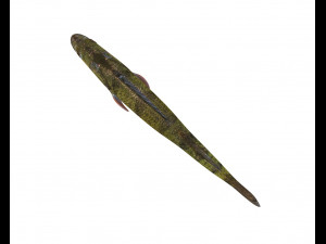 yellow perch fish low poly 3D Model