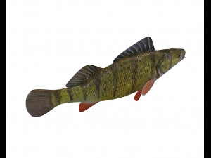 yellow perch fish low poly 3D Model