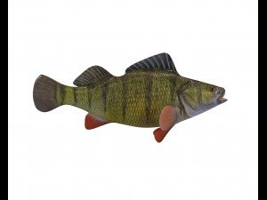yellow perch fish low poly 3D Model