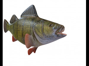 yellow perch fish low poly 3D Model