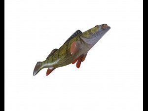 yellow perch fish low poly 3D Model