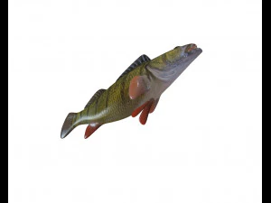 yellow perch fish low poly 3D Model