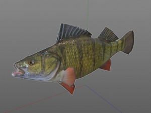 yellow perch fish low poly 3D Model