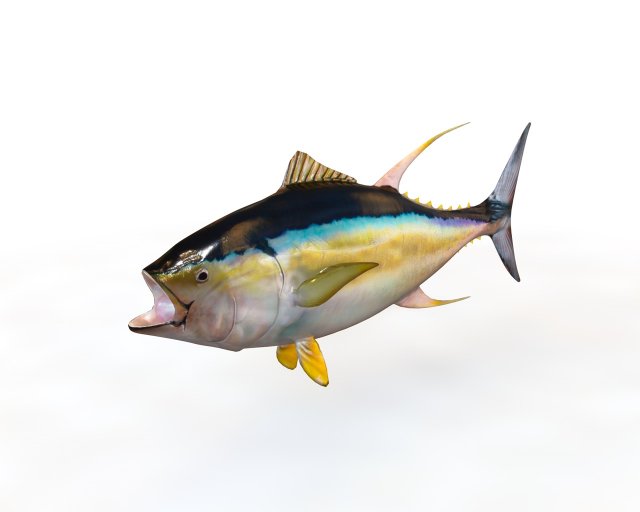 yellow fin tuna fish low poly Model 3D .c4d .max .obj .3ds .fbx .stl .blend 