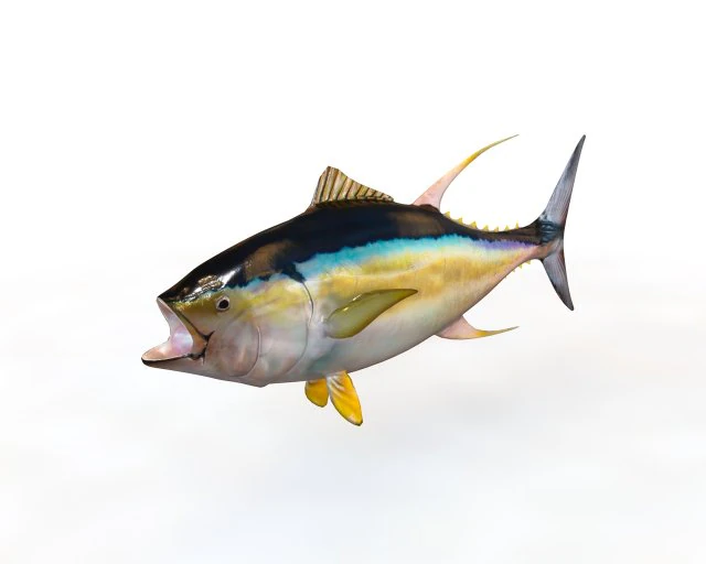 yellow fin tuna fish low poly 3D Model .c4d .max .obj .3ds .fbx .stl .blend 