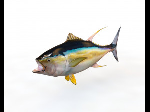 yellow fin tuna fish low poly 3D Model