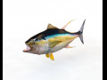 Yellow Fin Tuna Fish Low Poly 3D Model