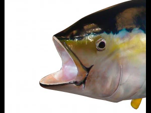yellow fin tuna fish low poly 3D Model