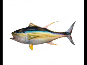yellow fin tuna fish low poly 3D Model