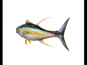 yellow fin tuna fish low poly Model 3D