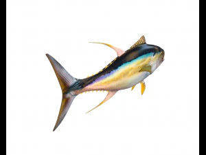 yellow fin tuna fish low poly 3D Model