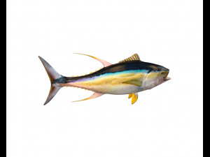 yellow fin tuna fish low poly Model 3D
