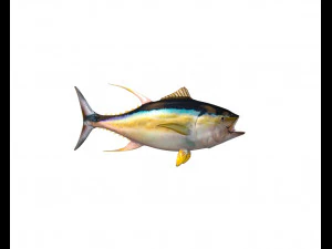 yellow fin tuna fish low poly 3D Model