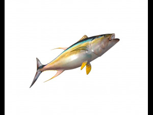 yellow fin tuna fish low poly Model 3D