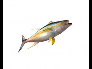 yellow fin tuna fish low poly 3D Model