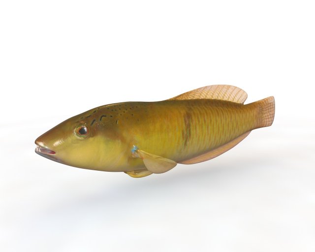 yellow head wrasse fish low poly 3D मॉडल .c4d .max .obj .3ds .fbx .stl .blend 